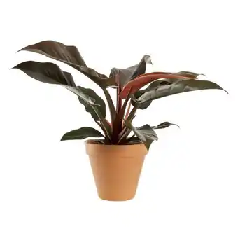 Blomsterlandet Filodendron 'black cardinal' erbjuda