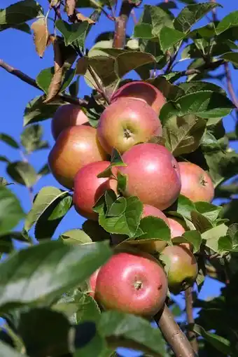 Äppleträd 'aroma'