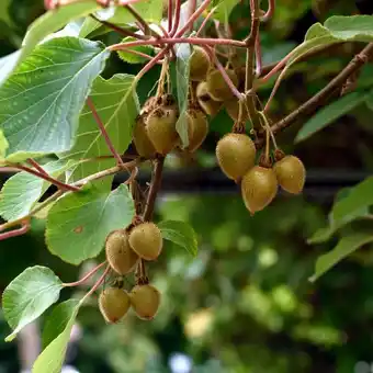 Kiwi 'jenny'