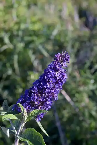 Blomsterlandet Syrenbuddleja 'black knight' erbjuda