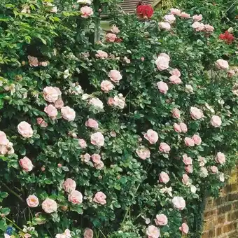Blomsterlandet Wichurana-ros 'gerbe rose' erbjuda