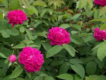 Höstdamascenerros 'rose de rescht'
