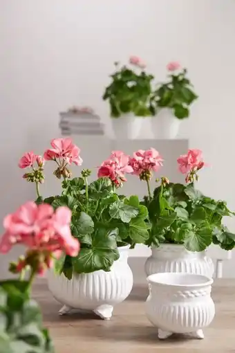 Blomsterlandet Kruka hilma erbjuda