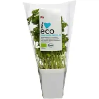 ICA Maxi Persilja i kruka ekologisk 1-p krav klass 1 ica i love eco erbjuda
