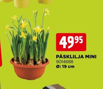 Jem&Fix Påsklilja mini erbjuda