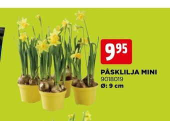 Jem&Fix Påsklilja mini erbjuda