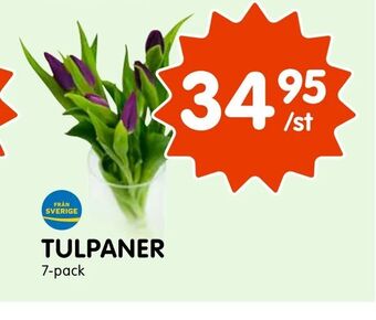 Tempo Tulpaner erbjuda