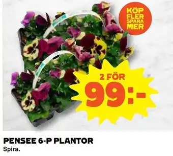 Pensee 6-p plantor