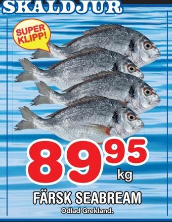 Nya Pulsen Färsk seabream erbjuda