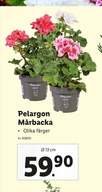 Lidl Pelargon Mårbacka erbjuda