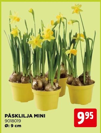 Jem&Fix Påsklilja mini erbjuda