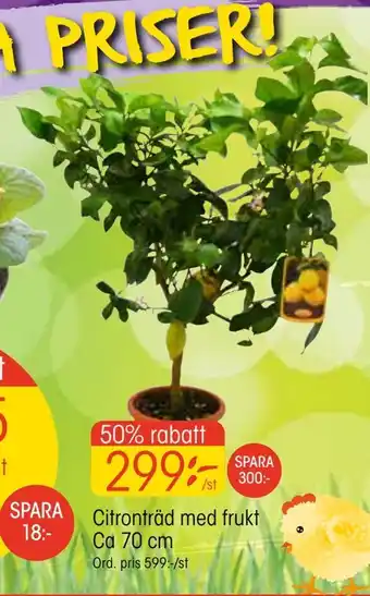 Citronträd med frukt