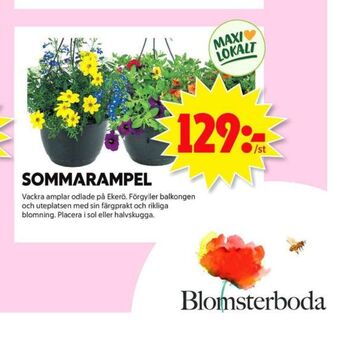 ICA Maxi Blomsterboda Plantor erbjuda