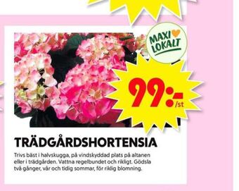 ICA Maxi Blomsterboda Plantor erbjuda