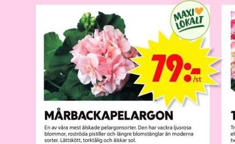 ICA Maxi Blomsterboda Plantor erbjuda