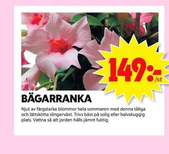 ICA Maxi Blomsterboda Plantor erbjuda