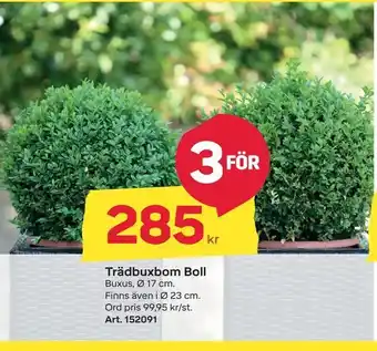 Trädbuxbom Boll