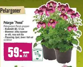 Pelargon "Pensé"
