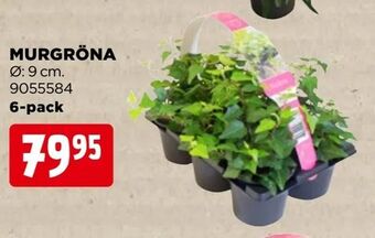 Jem&Fix Murgröna erbjuda