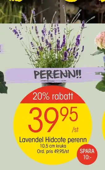 EKO Lavendel Hidcote perenn erbjuda
