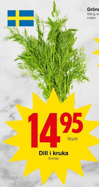 Matöppet Dill i kruka erbjuda