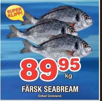 Nya Pulsen Färsk seabream erbjuda