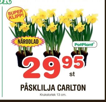 Påsklilja carlton