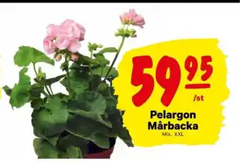 City Gross Pelargon Mårbacka erbjuda