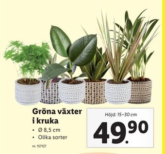 Lidl Gröna växter i kruka erbjuda