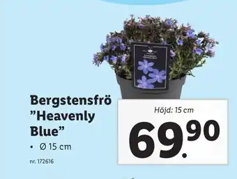 Lidl Bergstensfrö "Heavenly Blue" erbjuda