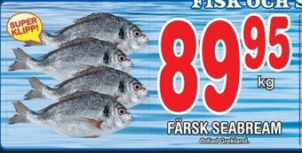 Nya Pulsen Färsk seabream erbjuda