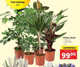 Lidl Gröna växter erbjuda