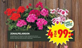 ICA Maxi Blomsterboda plantor erbjuda
