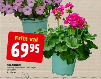 Pelargon