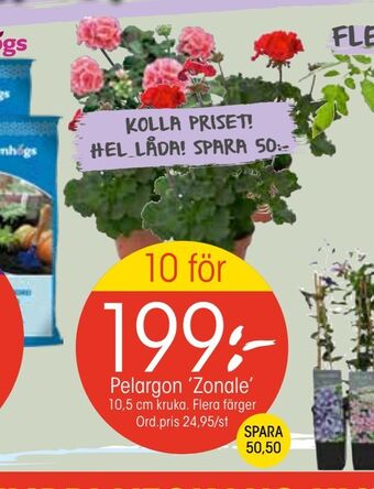 EKO Pelargon 'Zonale' erbjuda