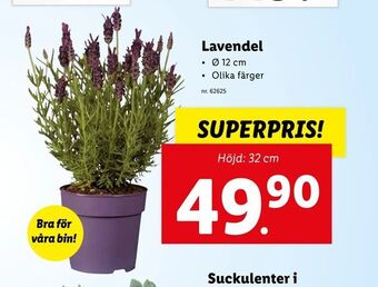 Lidl Lavendel erbjuda