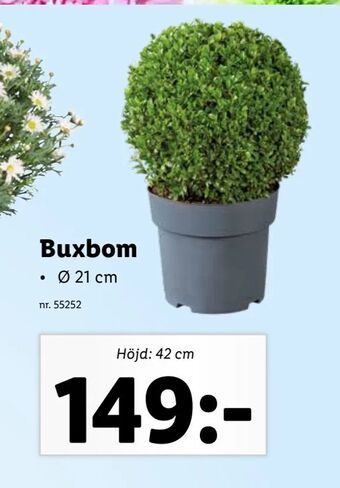 Buxbom