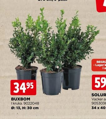 Jem&Fix Buxbom erbjuda