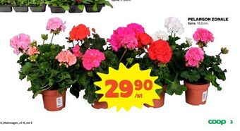 Coop Pelargon zonale erbjuda