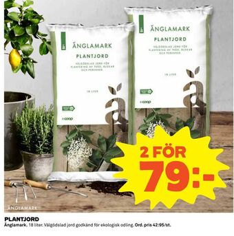 Plantjord