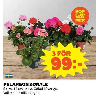 Coop Pelargon zonale erbjuda