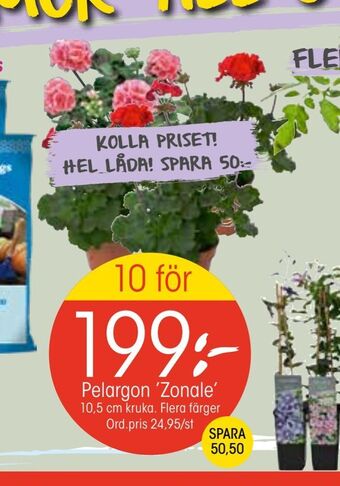 EKO Pelargon 'Zonale' erbjuda