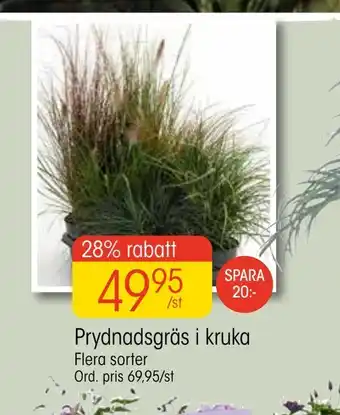 EKO Prydnadsgräs i kruka erbjuda