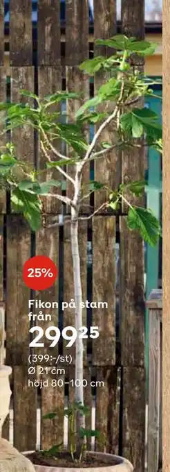 Plantagen Fikon på stam erbjuda