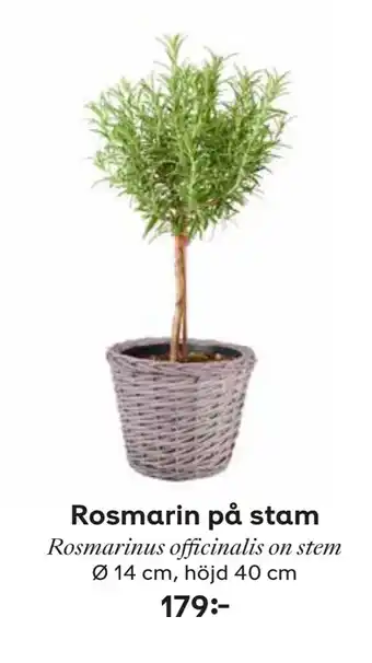 Rosmarin på stam