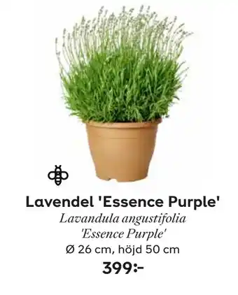 Lavendel 'Essence Purple'