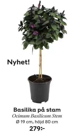 Plantagen Basilika på stam erbjuda