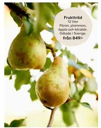 Plantagen Fruktträd erbjuda