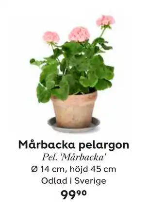 Plantagen Mårbacka pelargon erbjuda