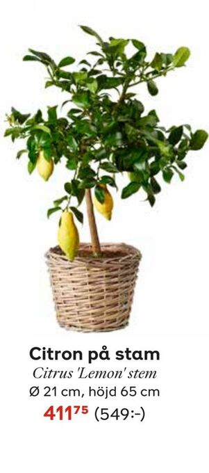 Plantagen Citron på stam erbjuda